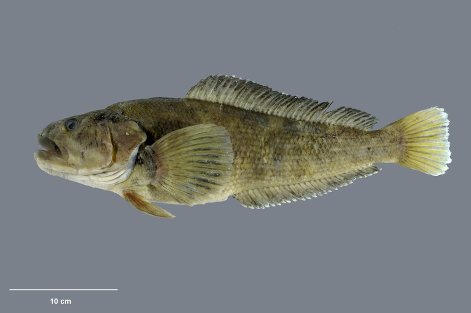 Нототения рыба