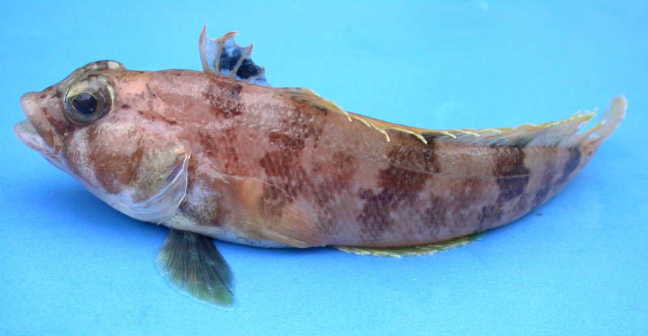 Дорадо, 400-600 гр