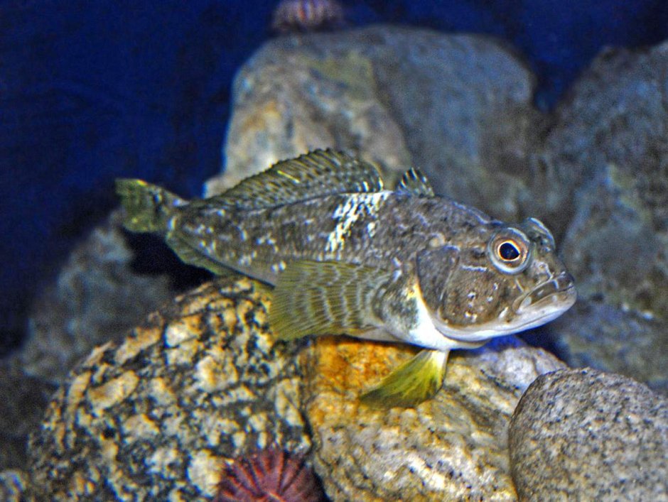 Рыба крокодиловая белокровка