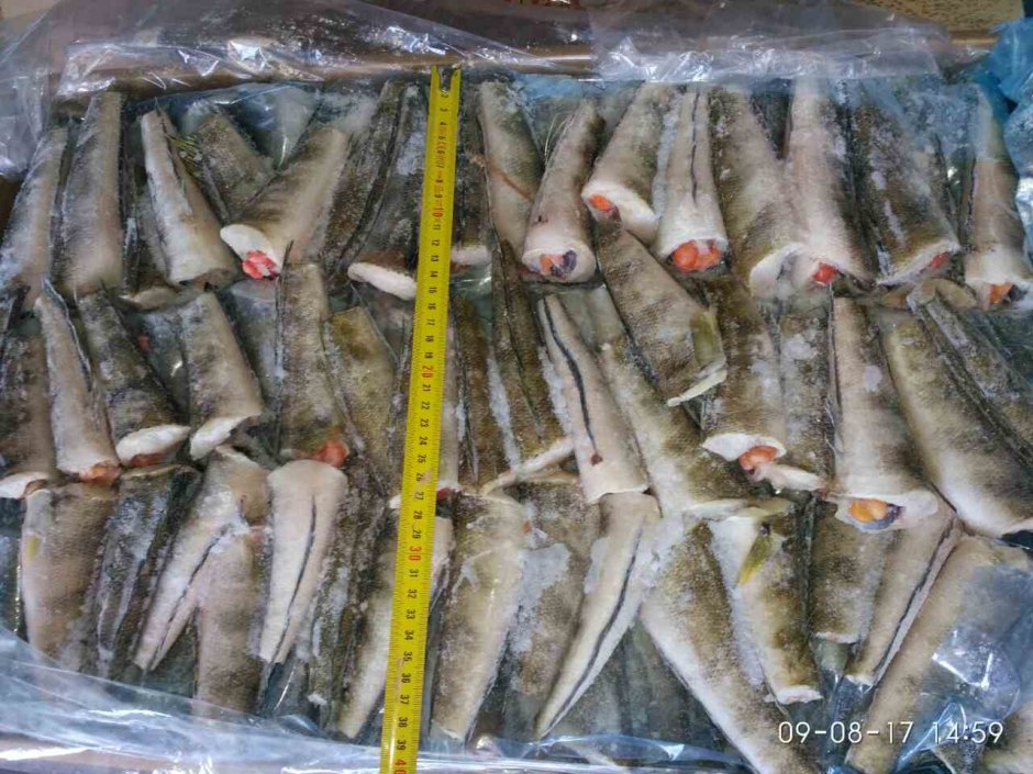 Chaenocephalus aceratus