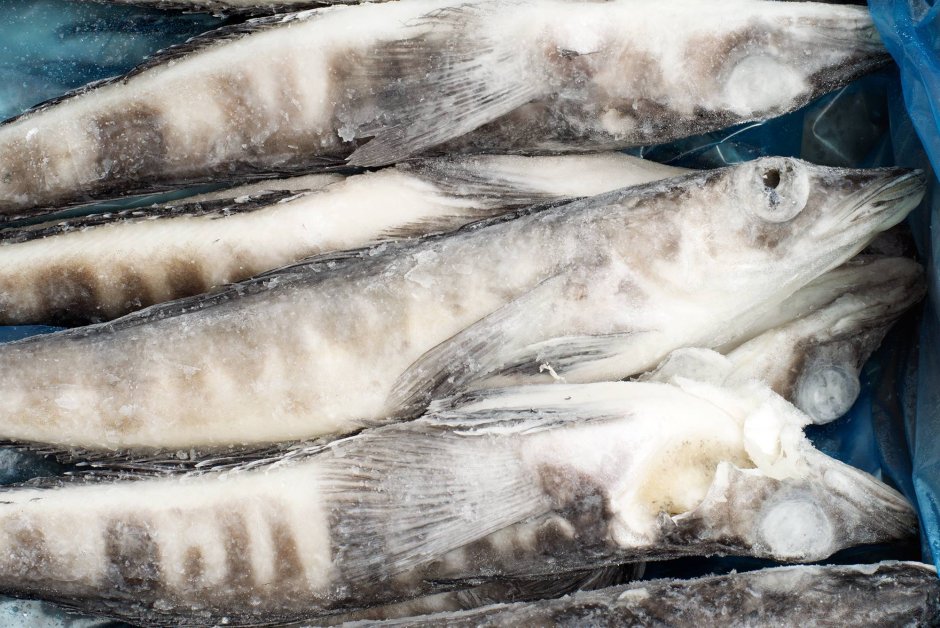 Рыба ледяной охотник