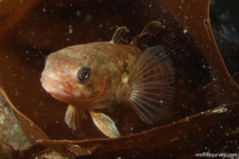 Нототения мраморная