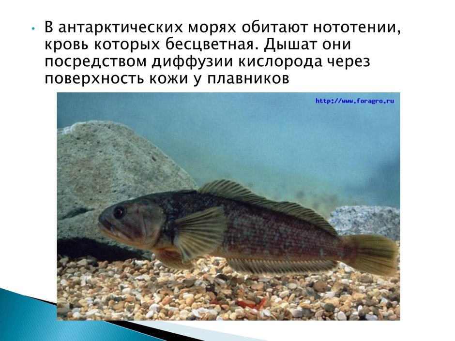 Нататея рыба