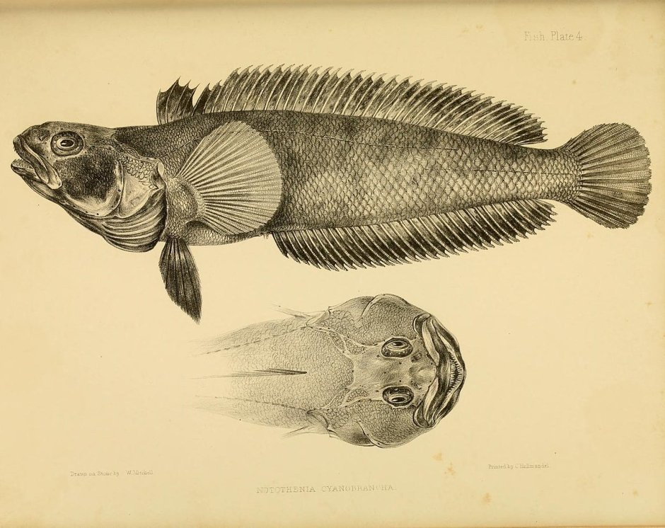 Антарктический клыкач