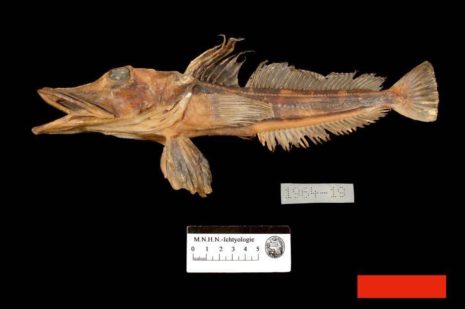 Морской окунь Черноморский