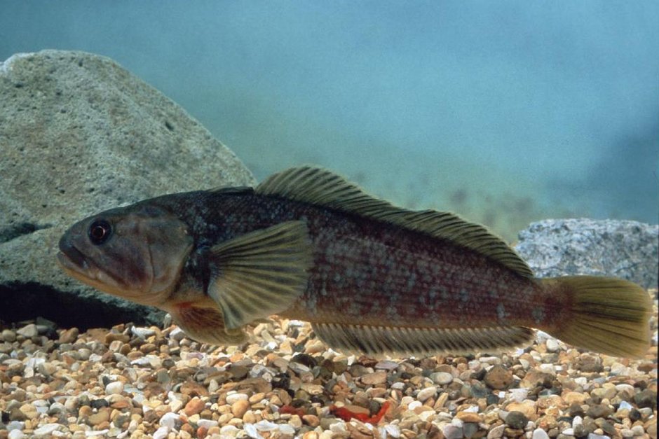 Нототения мраморная