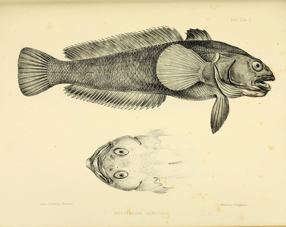 Патагонский клыкач