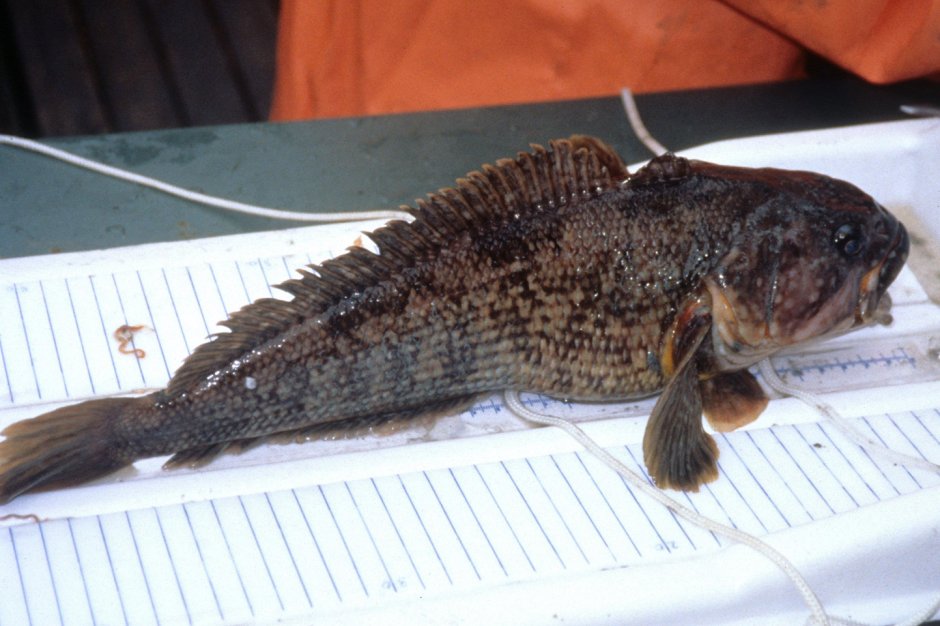 Нототения мраморная