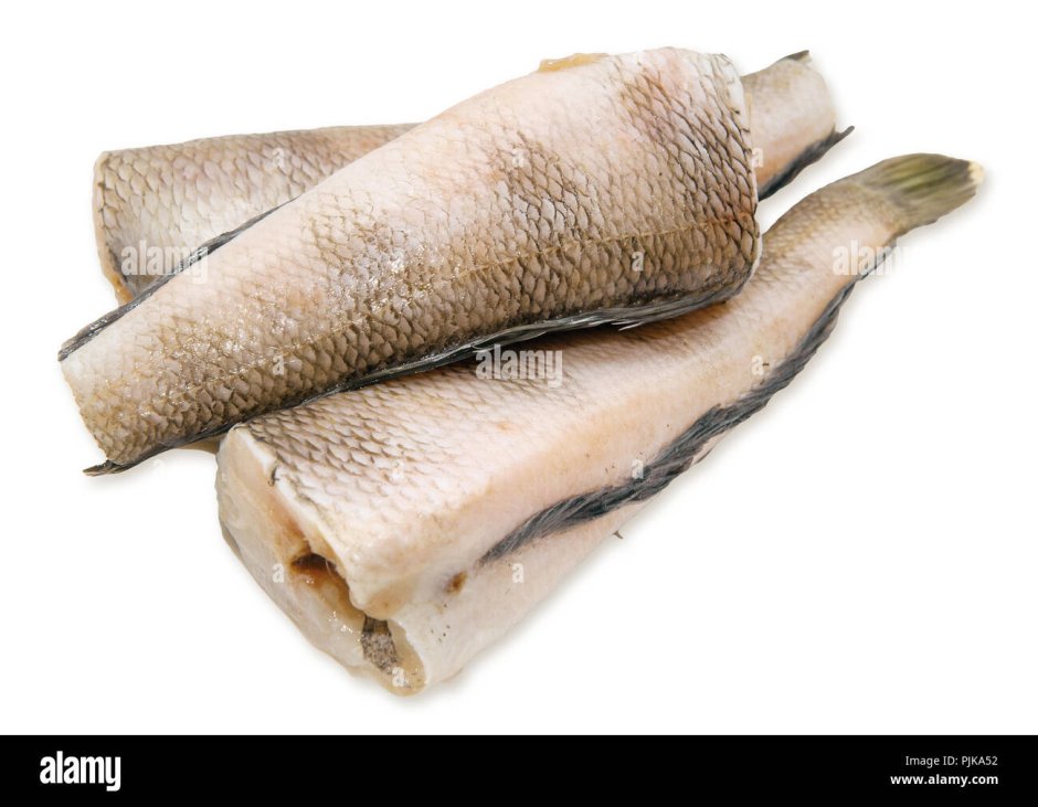 Рыба белокровка в Антарктиде