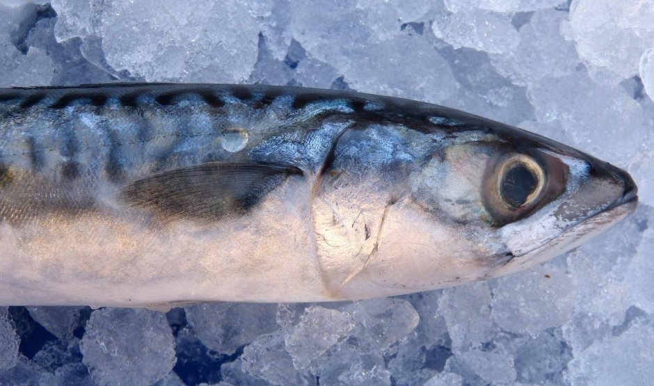 Нототения тушка свежемороженая