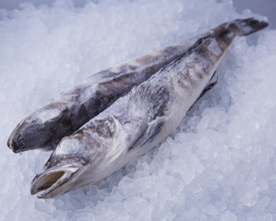 Ледяные рыбы в Антарктиде