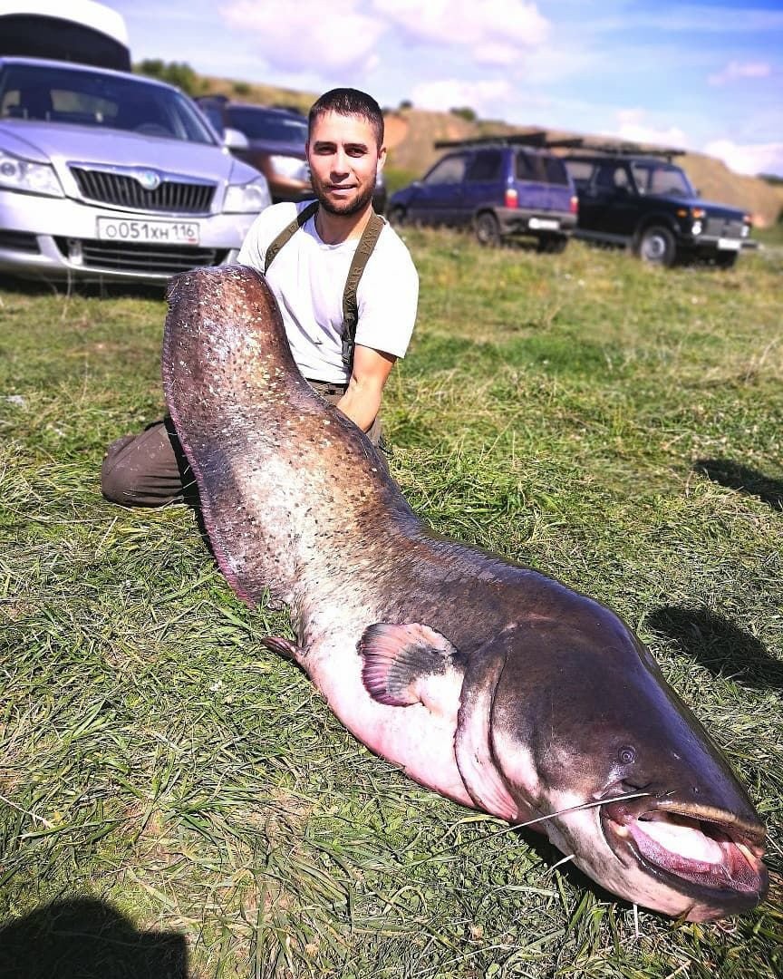 Самый большой выловленный сом