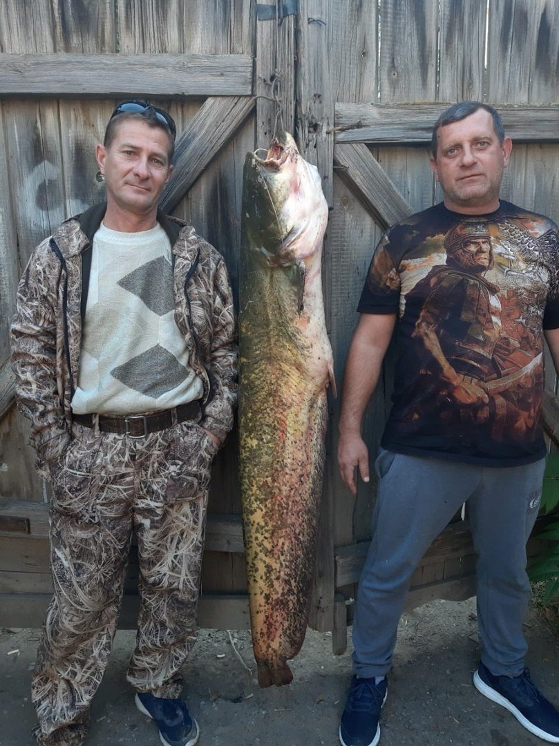 Самый большой сом в мире