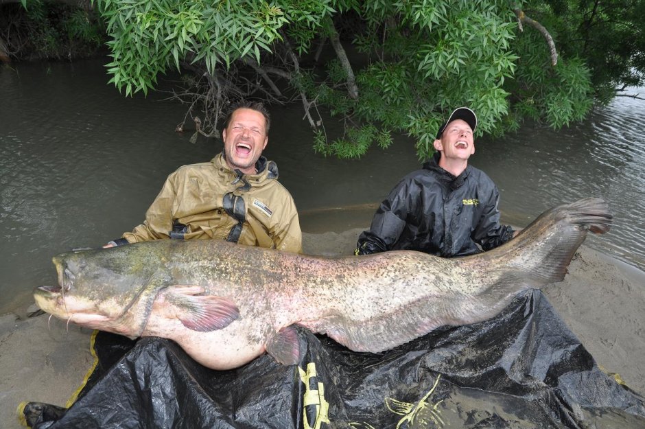 Самый большой сом пойманный в России