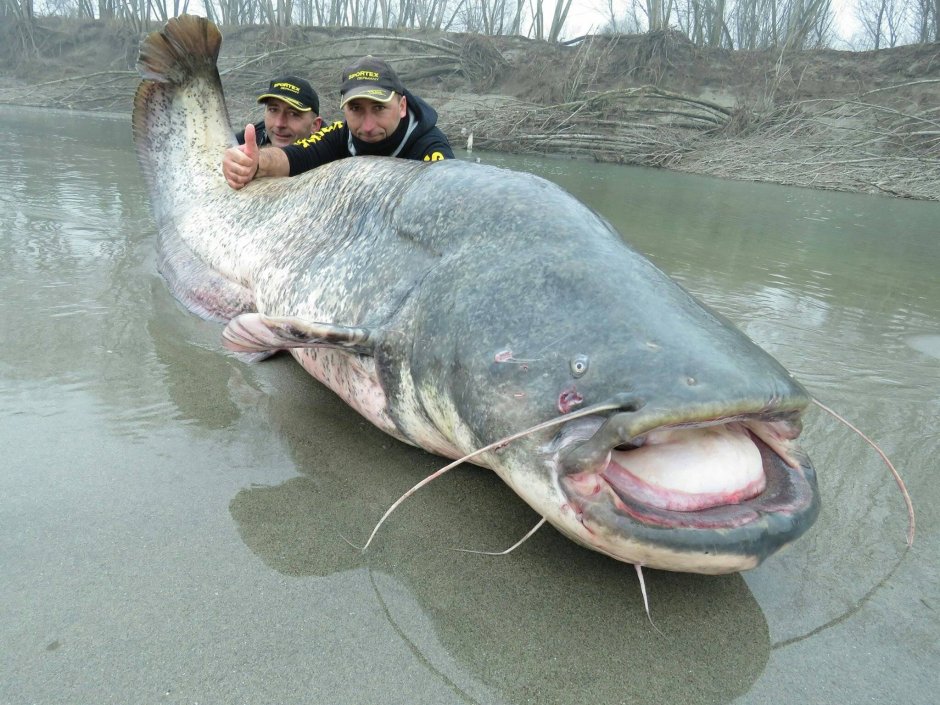 Wels Catfish