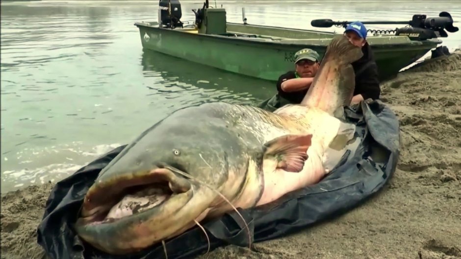 Самый большой сом в Астрахани