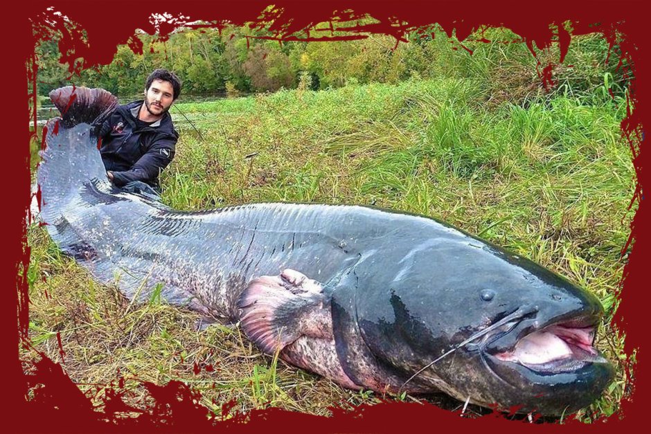 Речные монстры сом людоед