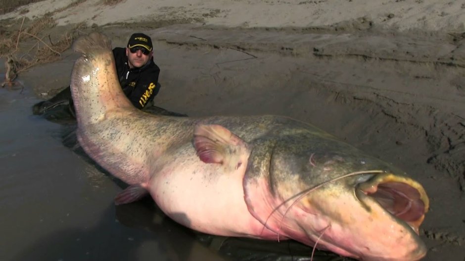 Сом 100кг в Вешенской