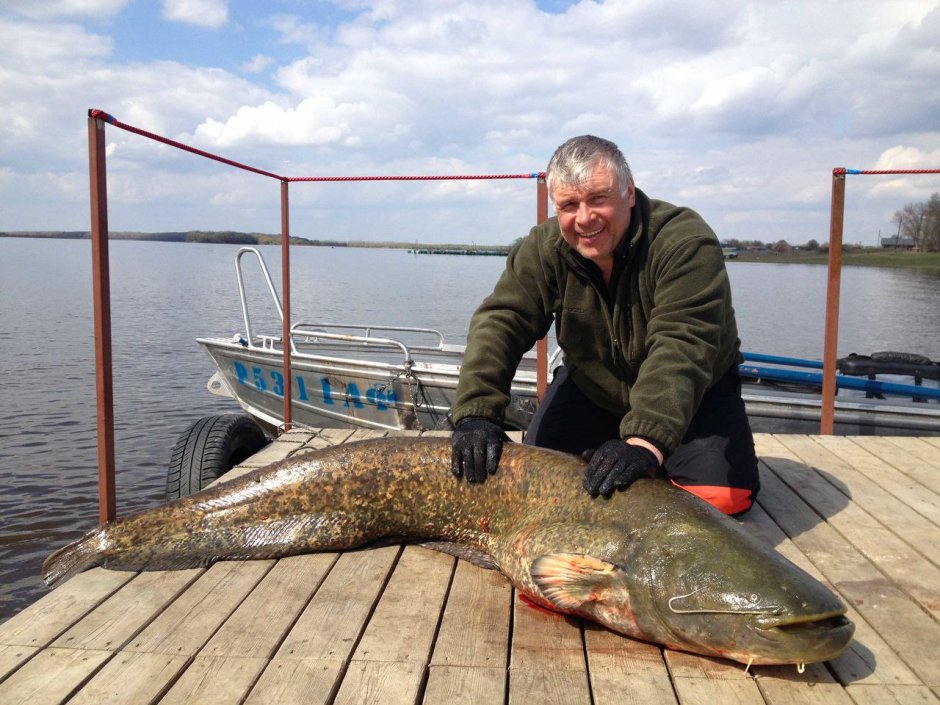 Речные монстры сом людоед