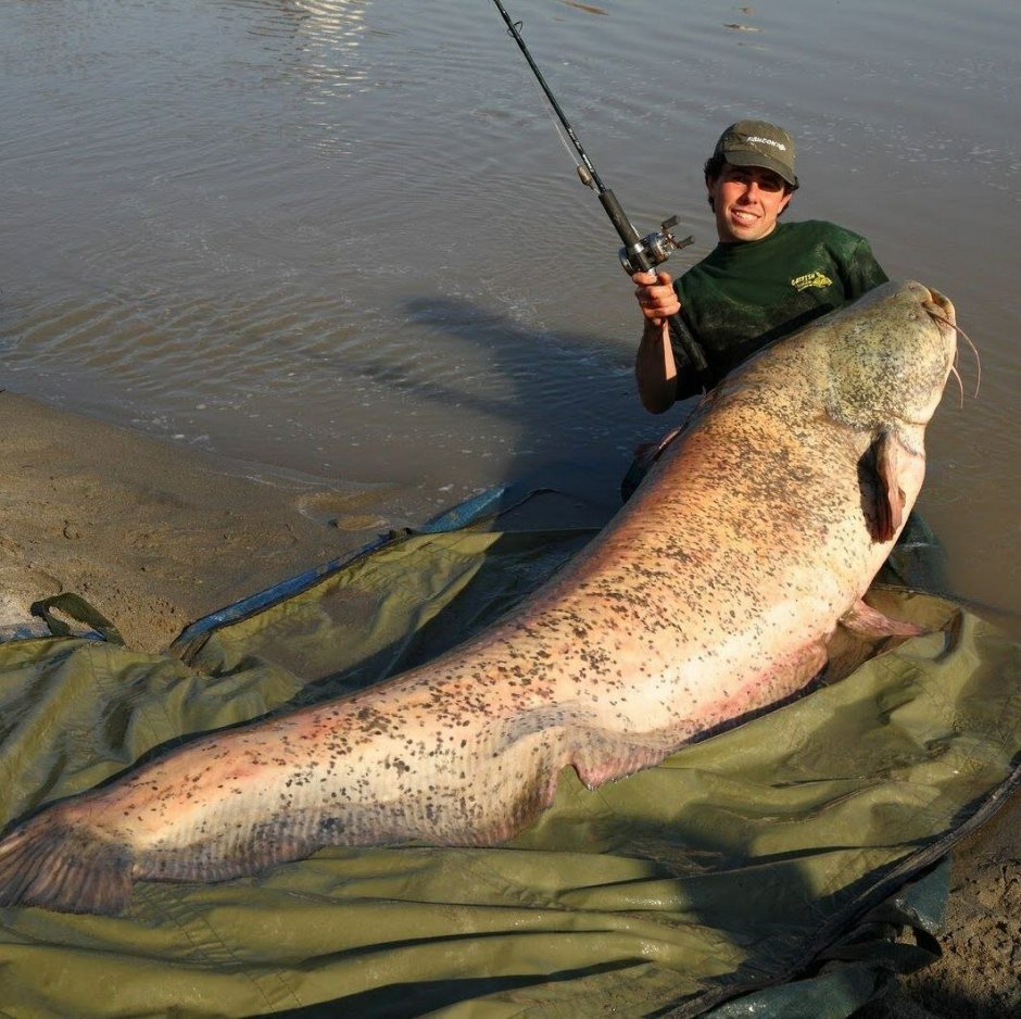 Самый большой выловленный сом в мире