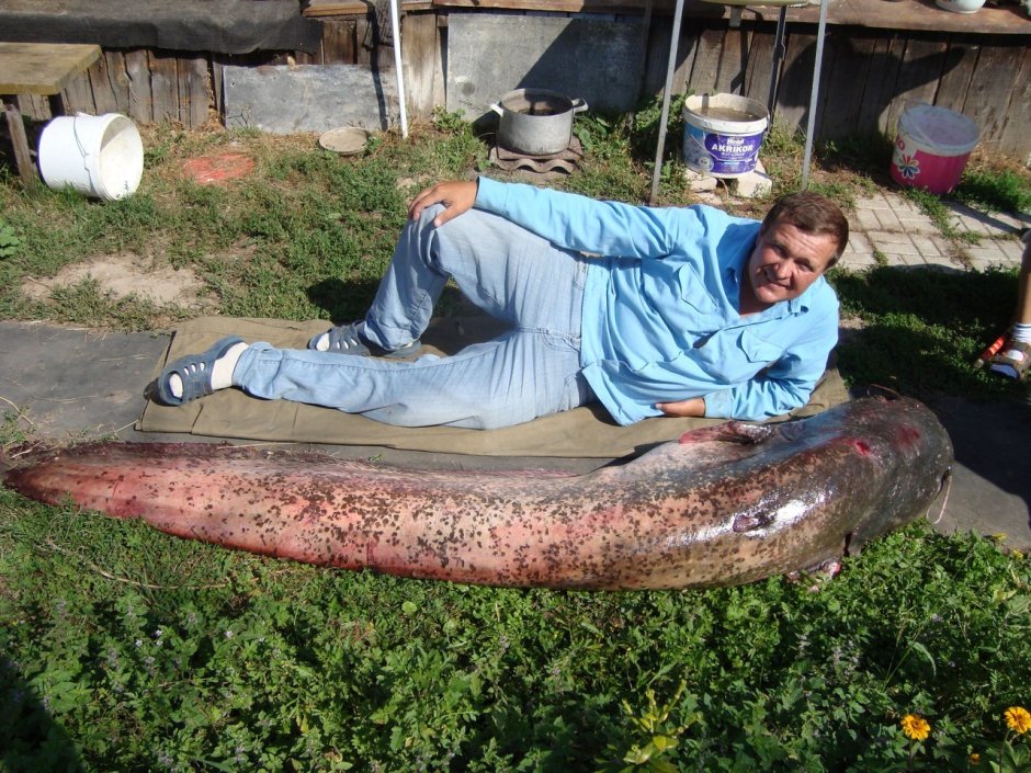 Самый крупный сом