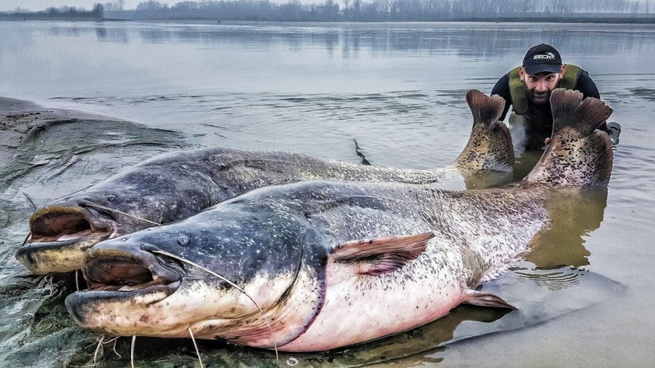 Меконгский гигантский сом