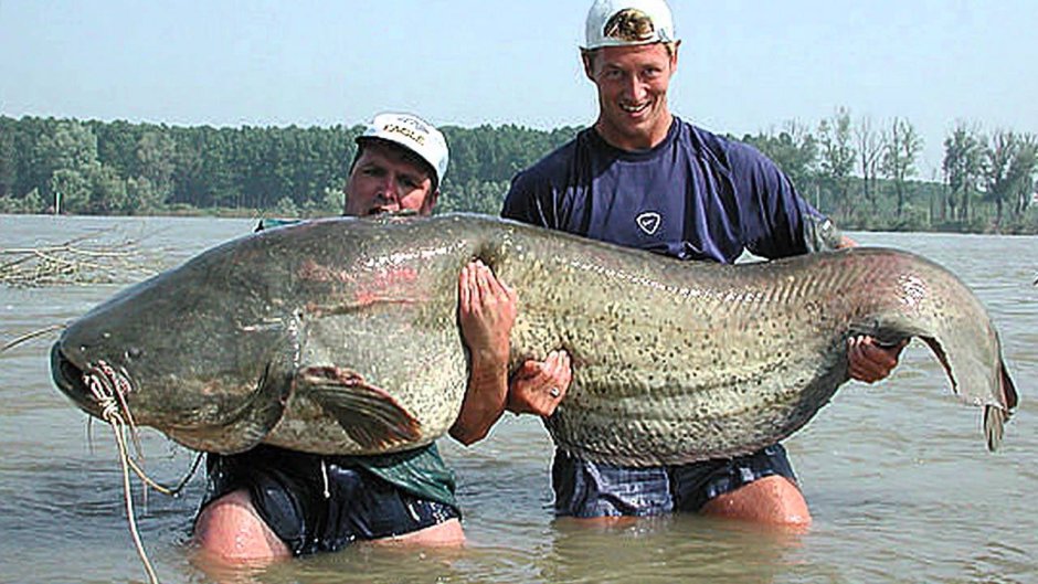 Самые страшные рыбы Волги