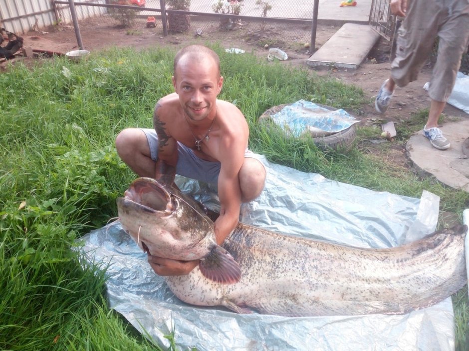 Самый большой пойманный сом