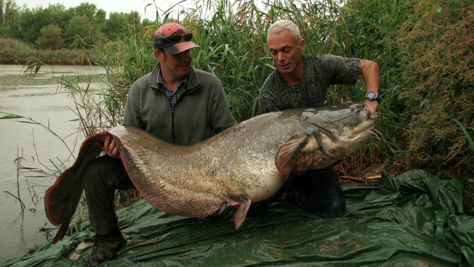 Трофеи рыбалки Астраханской области