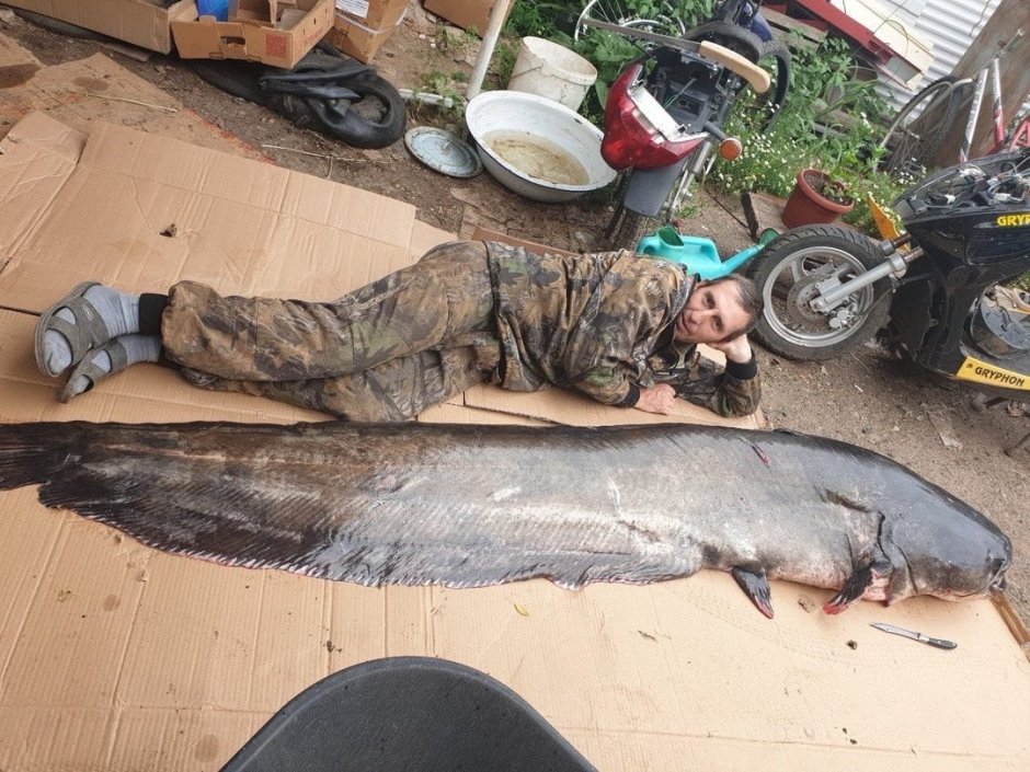 Речные монстры сом людоед самый большой