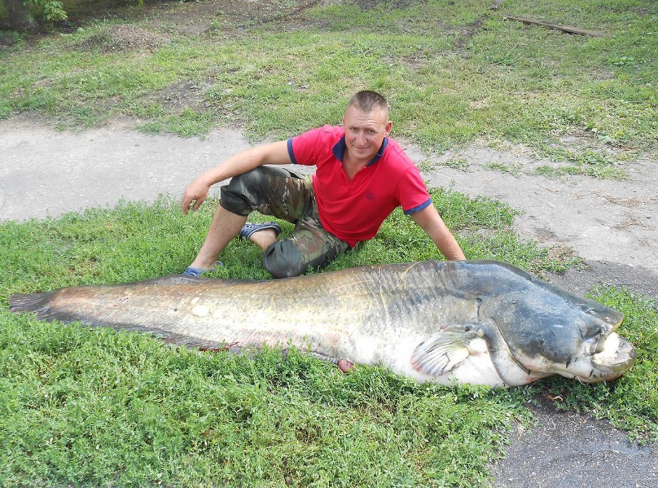 Самая большая рыба Пресноводная в мире сом