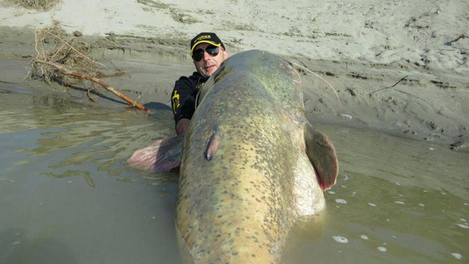 Largest Catfish