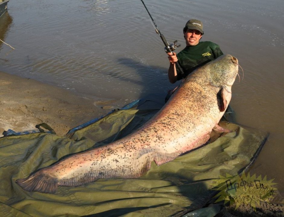 Самый большой сом пойманный на Волге
