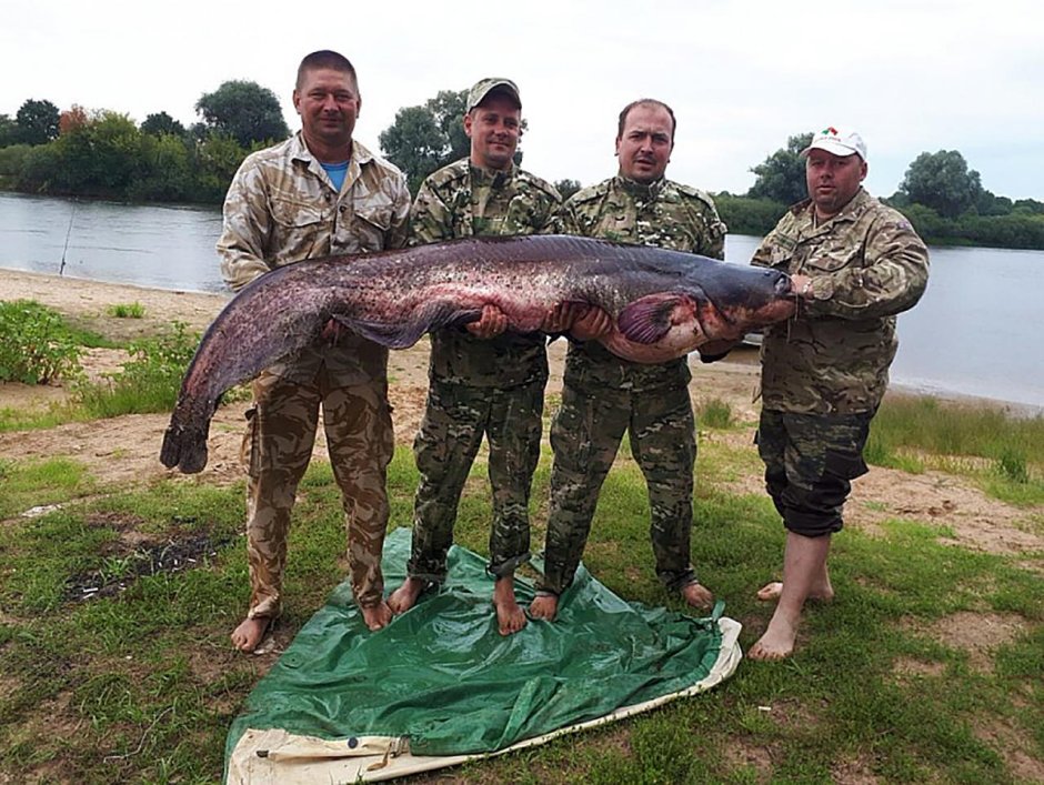 Рыба сом большой