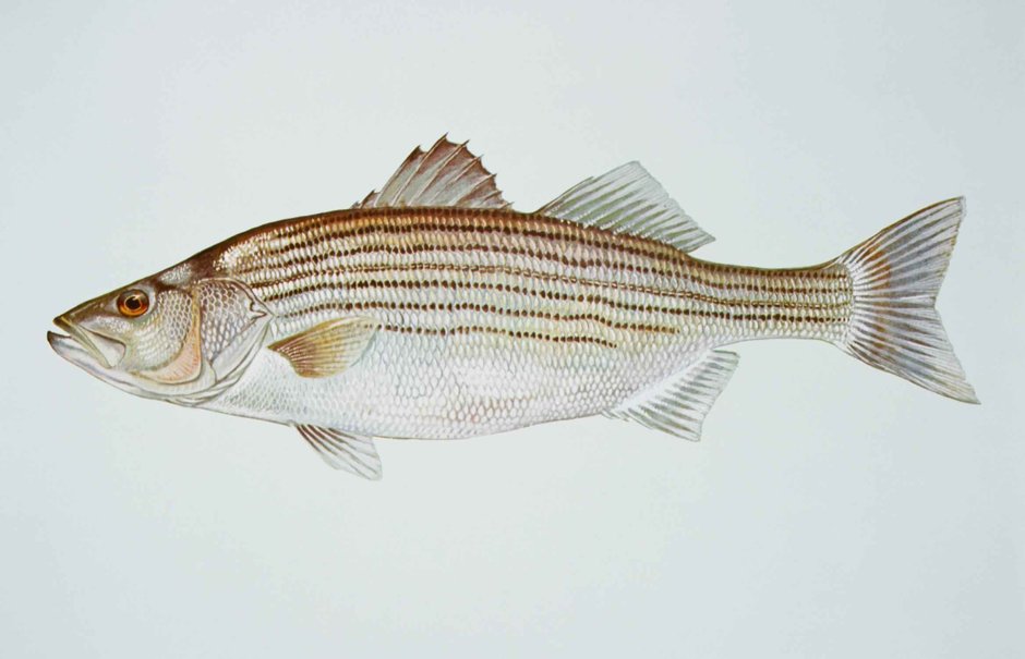Morone Chrysops (белый окунь)