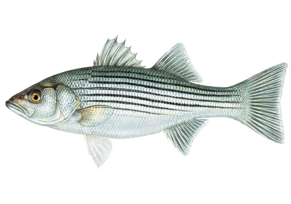 Garlic flavor for Striped Bass Rockfish