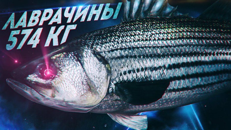 Морской волк рыба лаврак