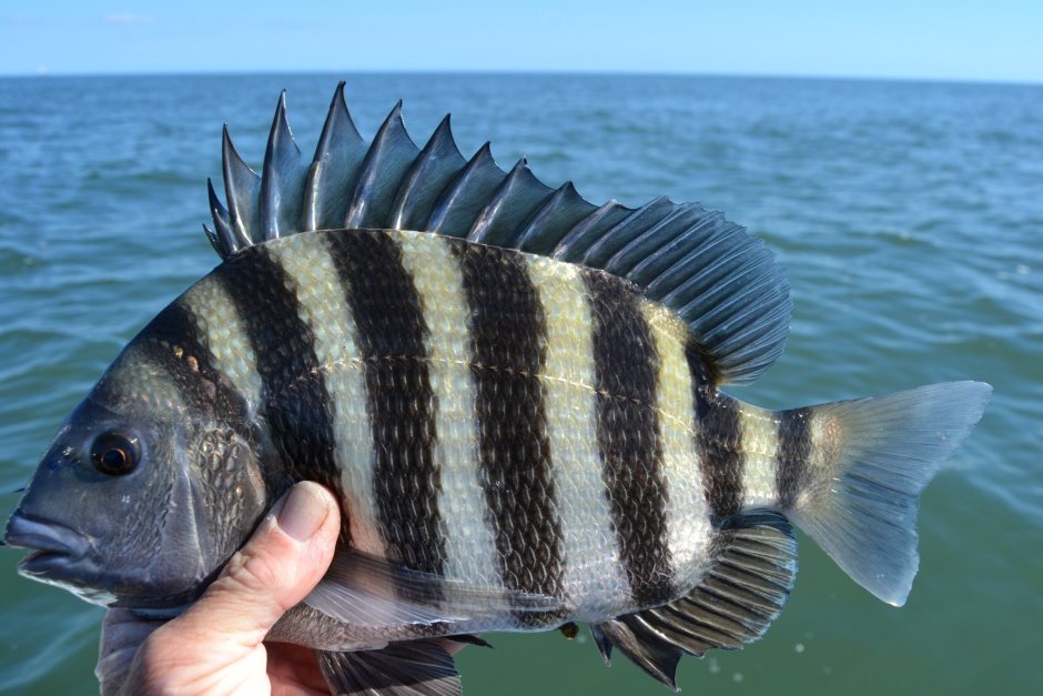 Sheepshead рыба