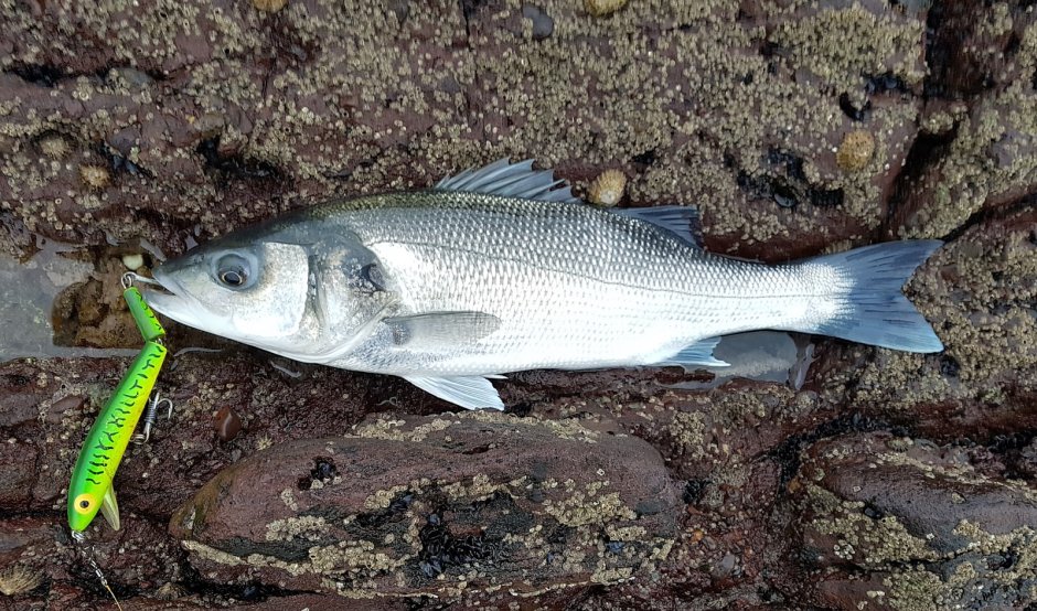 Сладкогуб Восточный Plectorhinchus vittatus