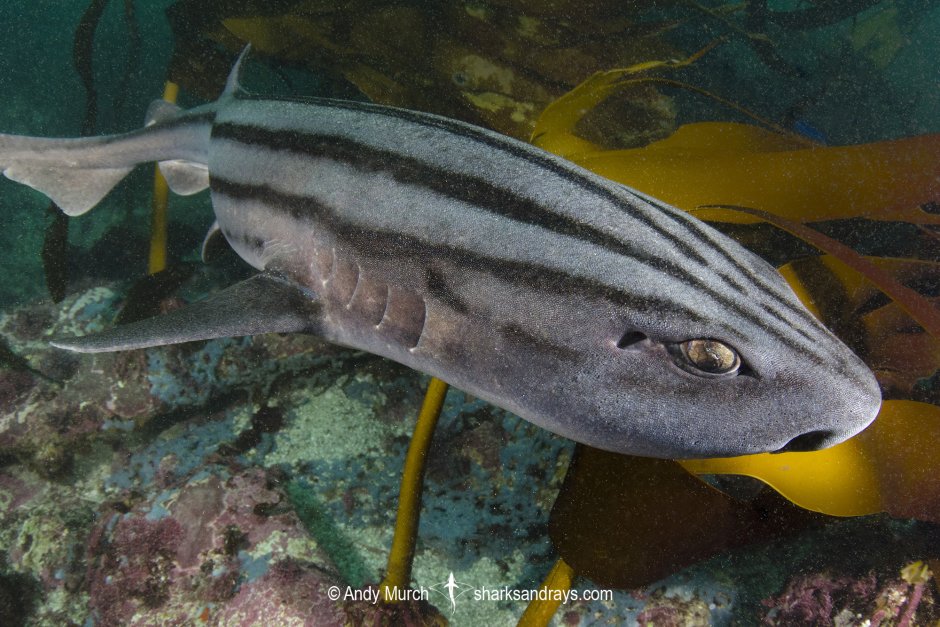 Sebastes trivittatus желтый или трехполосый окунь