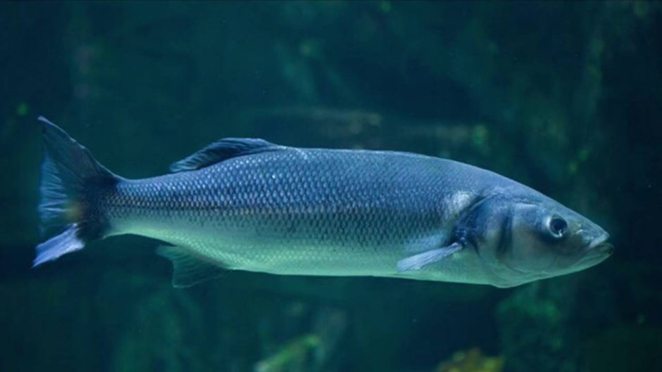 Сладкогуб Восточный Plectorhinchus vittatus