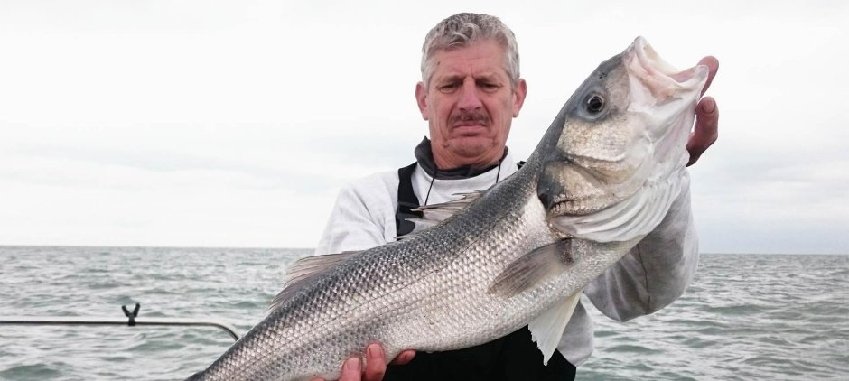 Sea Bass Fish