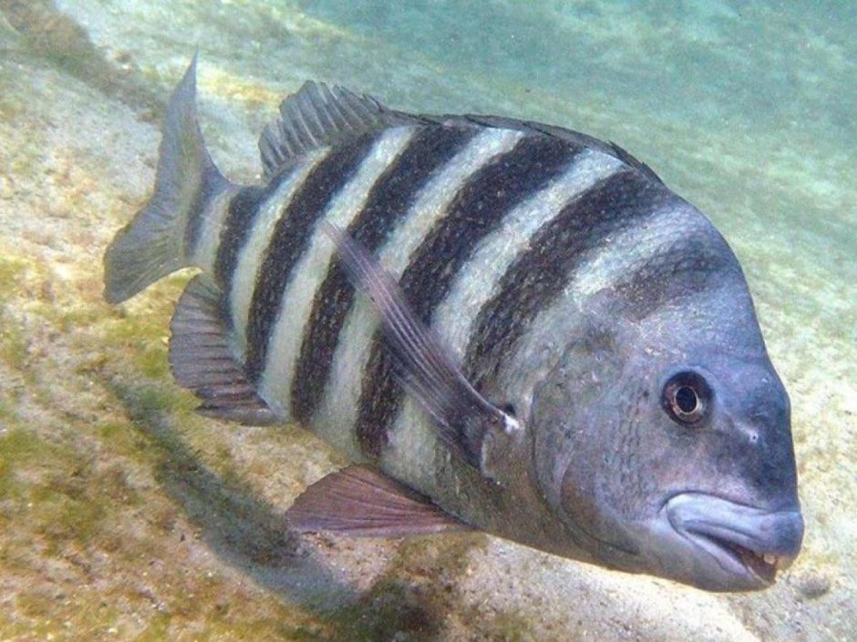 Sheepshead рыба