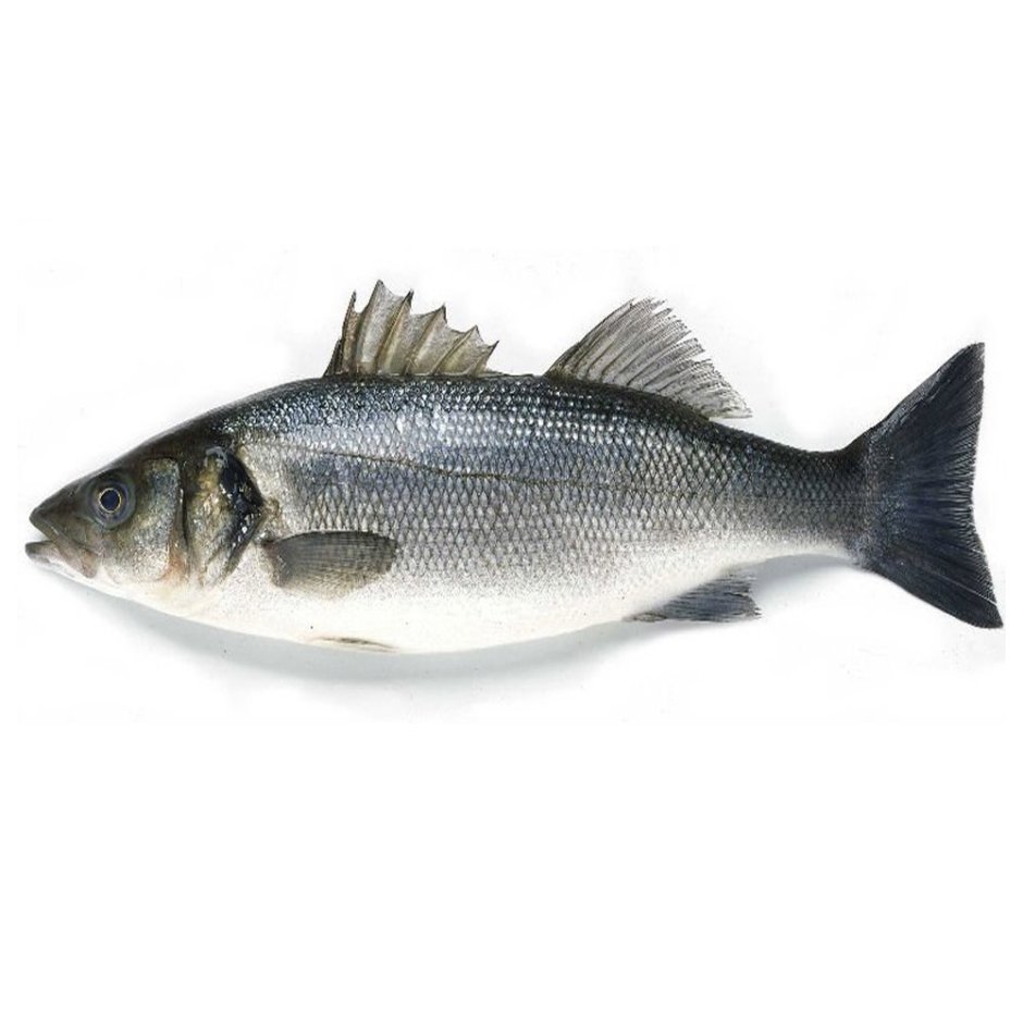 Морской окунь Средиземного моря