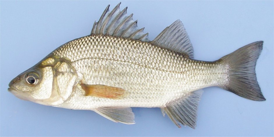 Зебрафиш Danio rerio