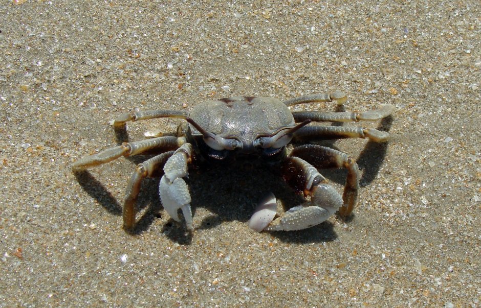 Крабы черного моря
