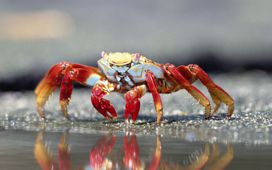 Членистоногие (Arthropoda)