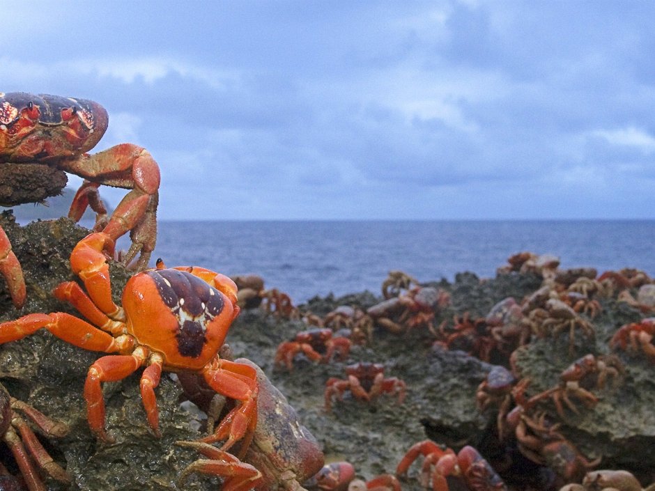 Крабы черного моря
