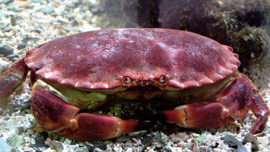 Морские животные краб