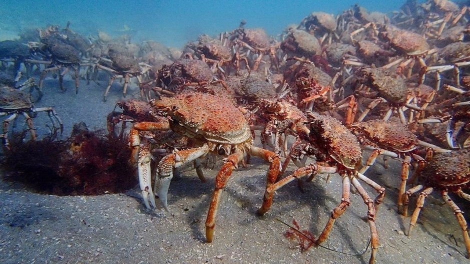 Камчатский краб паук
